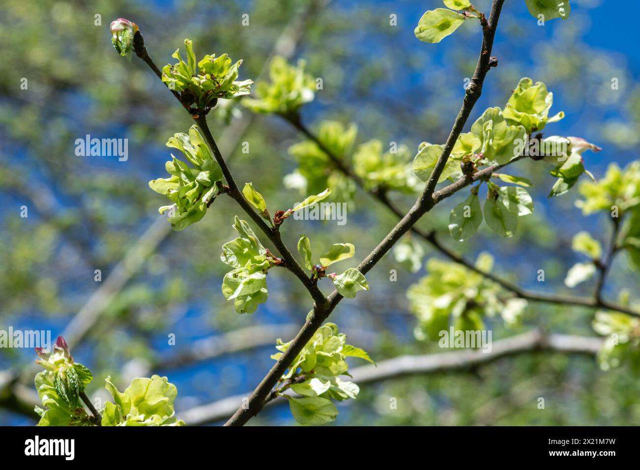 Wych orme (Ulmus glabra) en avril ou au printemps avec de petits fruits ailés appelés samaras contenant les graines, dans le bois du Hampshire, Angleterre, Royaume-Uni Banque D'Images