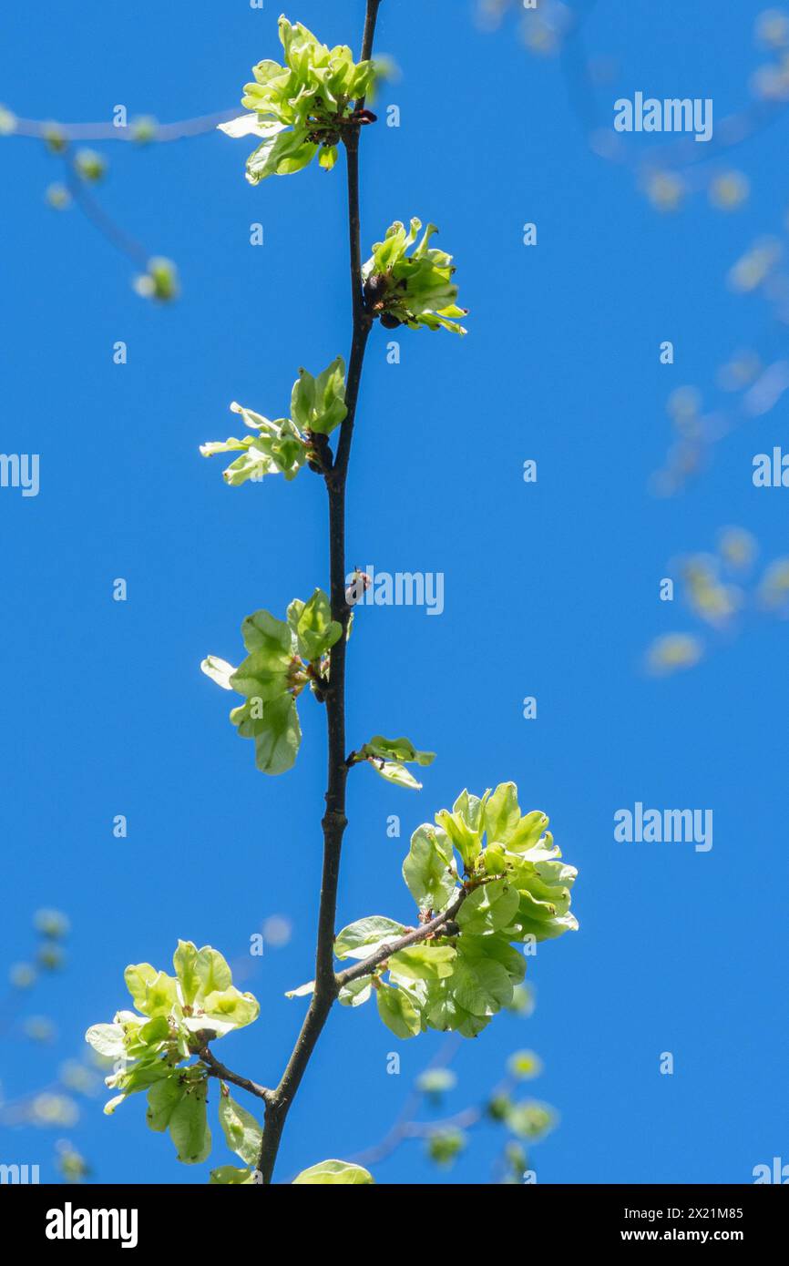 Wych orme (Ulmus glabra) en avril ou au printemps avec de petits fruits ailés appelés samaras contenant les graines, dans le bois du Hampshire, Angleterre, Royaume-Uni Banque D'Images