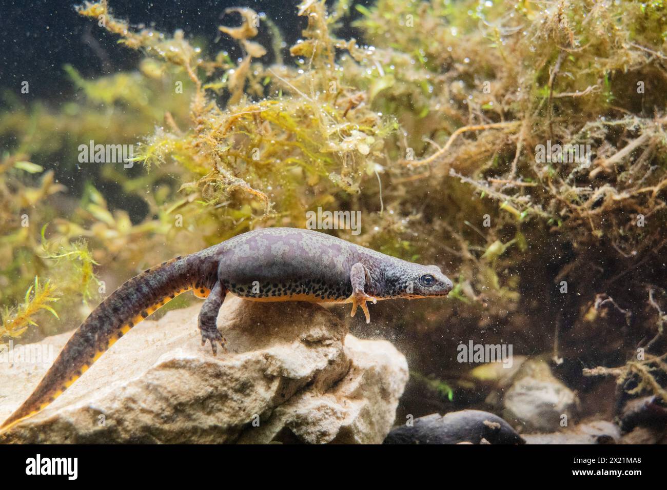 Triton alpin (Triturus alpestris, Ichthyosaura alpestris, Mesotriton alpestris), femelle pendant la saison de reproduction aquatique, Allemagne, Bavière Banque D'Images