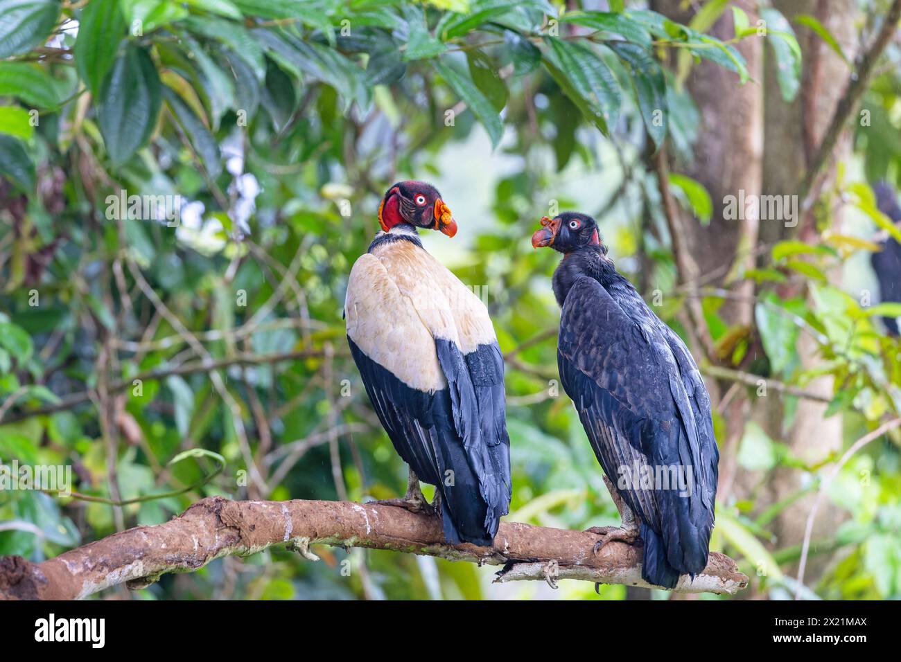 Vautours roi (Sarcorhamphus papa), perché avec un jeune oiseau en plumage juvénile sur une branche, vue arrière, Costa Rica, Boca Tapada Banque D'Images