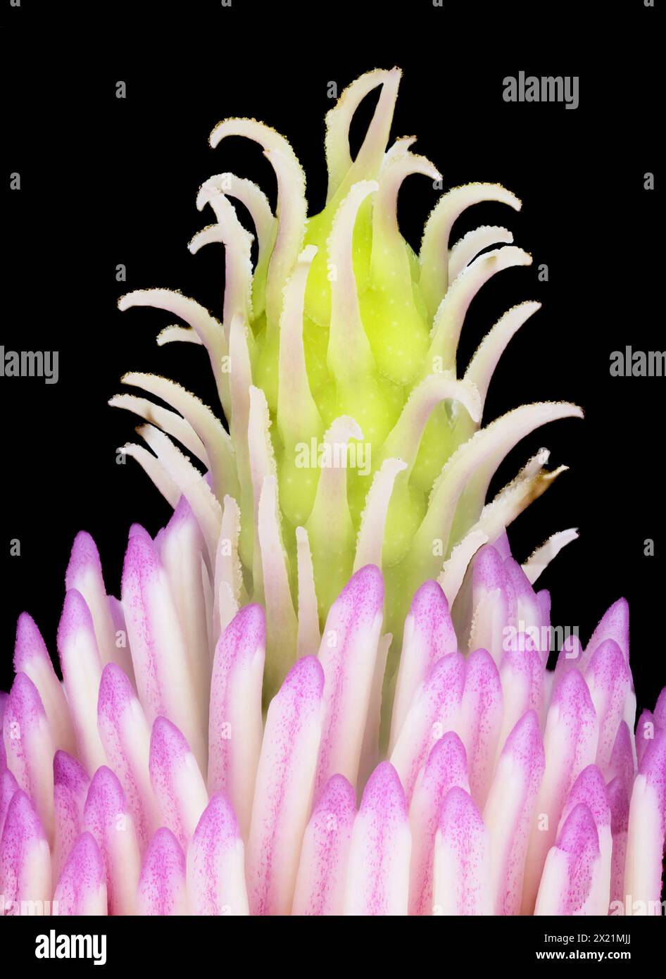 Magnolia de soucoupe (Magnolia x soulangiana, Magnolia soulangiana, Magnolia x soulangeana, Magnolia soulangeana), fleur, détaillez la stigmatisation et l'endurance Banque D'Images