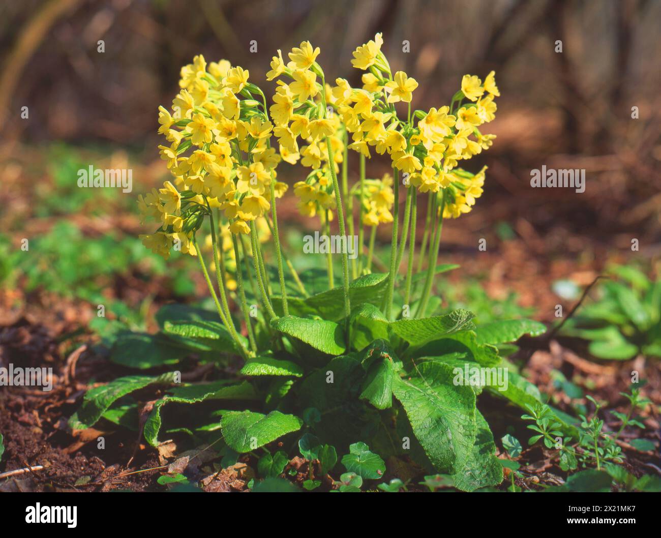 Vrai oxlip (Primula elatior), blooming, Allemagne Banque D'Images