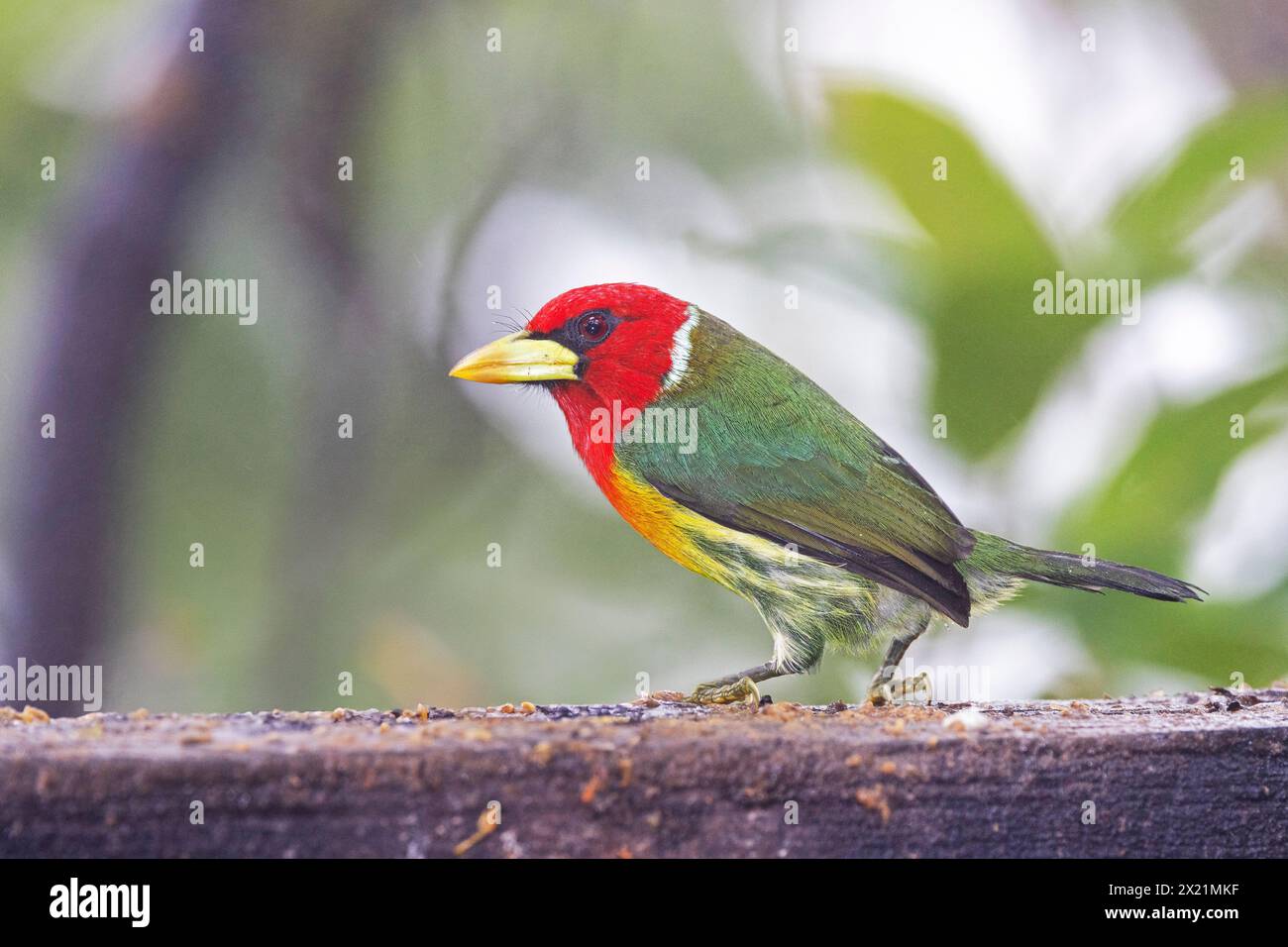 Barbet à tête rouge (Eubucco bourcierii), homme assis sur une poutre, Costa Rica, Alajuela Banque D'Images