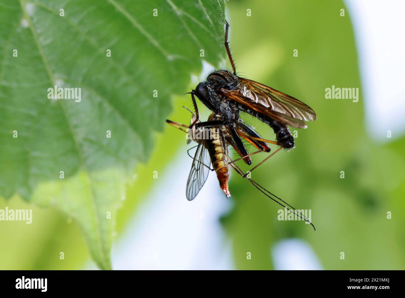 Dance Fly (Empis tesselata), homme avec proie, Allemagne Banque D'Images