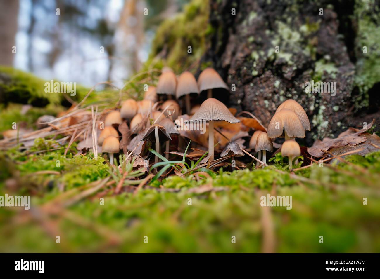 Petite colonie de champignons dans la forêt d'automne Banque D'Images
