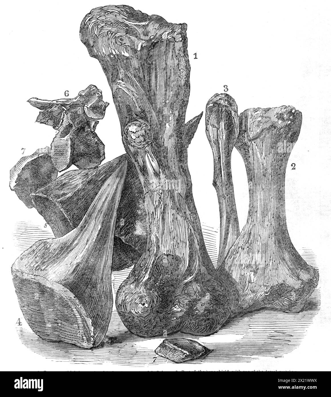 Restes d'un animal éteint trouvés dans l'île de Wight, 1865. 'Un reptile très remarquable, auquel le professeur Owen a donné le nom de Polacanthus, a récemment été découvert... ce reptile est d'un nouveau genre dans la famille des dinosauriens... le personnage le plus remarquable de la créature était ceci - son dos était recouvert d'un immense bouclier osseux... à propos de &#xbd ; in. épais, et enlevant toute élasticité de la colonne vertébrale. Cette façon inhabituelle de renforcer le dos à travers le bouclier osseux s'accompagne de vertèbres dorsales très fines mais profondes, comme on peut le voir dans l'os n° 6. Un autre Banque D'Images