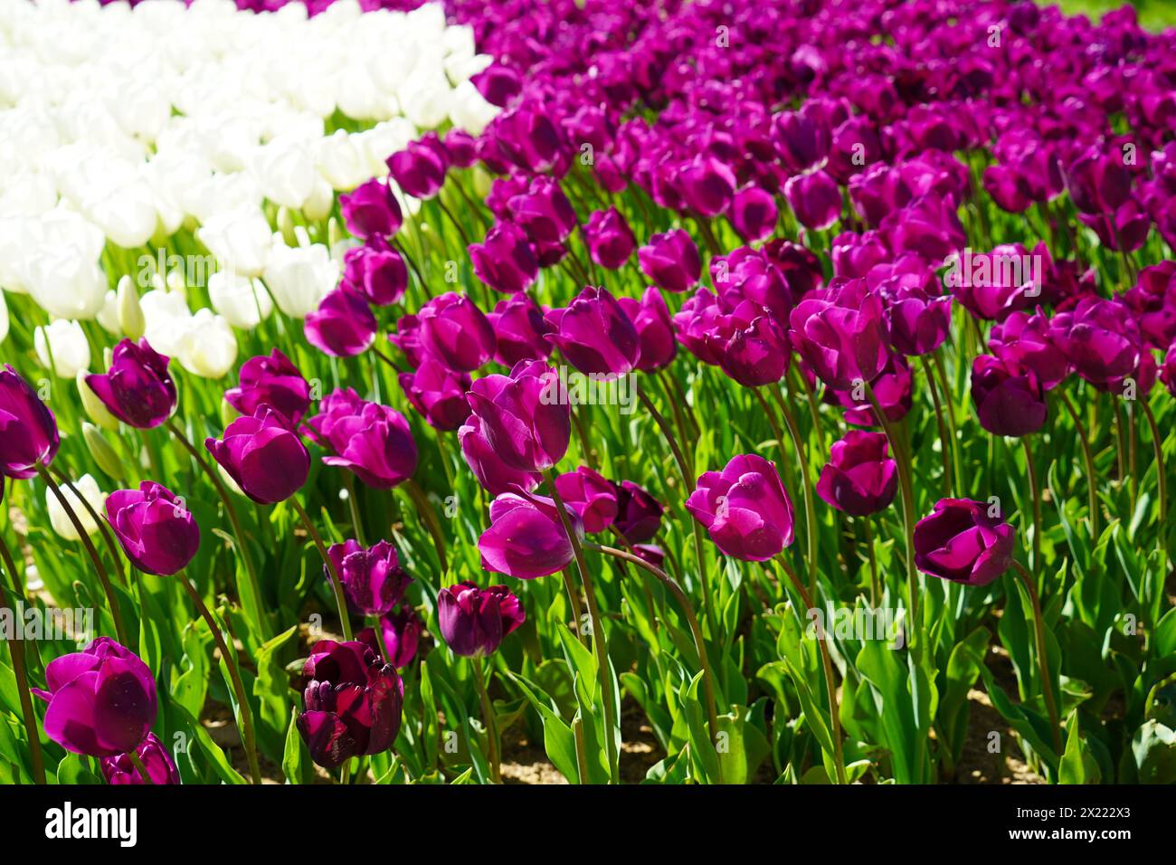 Fleur bulbeuse qui fleurit chaque année en avril, tulipes blanches violettes aux couleurs très vibrantes, bosquet d'Emirgan Turquie Istanbul Banque D'Images