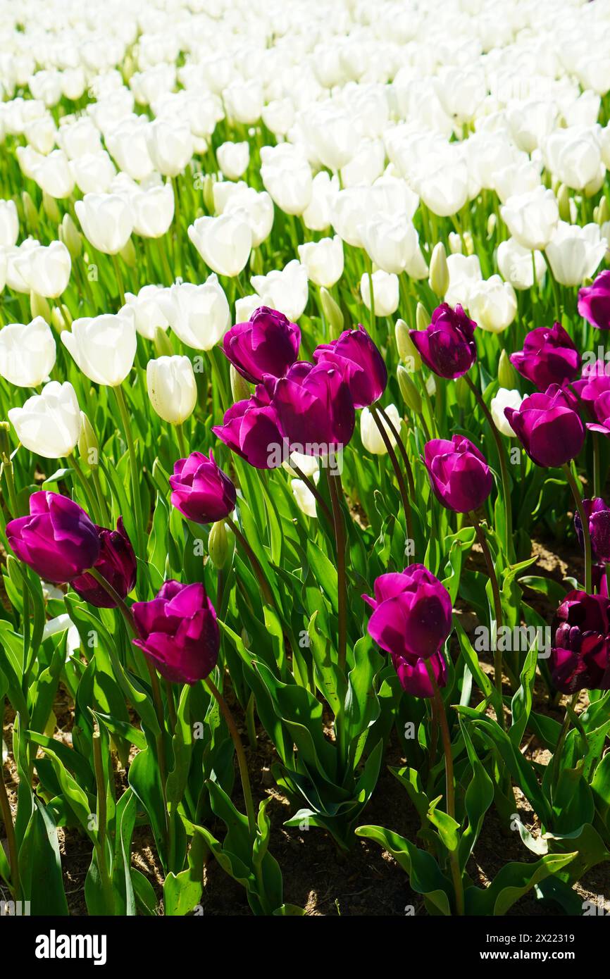 Fleur bulbeuse qui fleurit chaque année en avril, tulipes blanches violettes aux couleurs très vibrantes, bosquet d'Emirgan Turquie Istanbul Banque D'Images