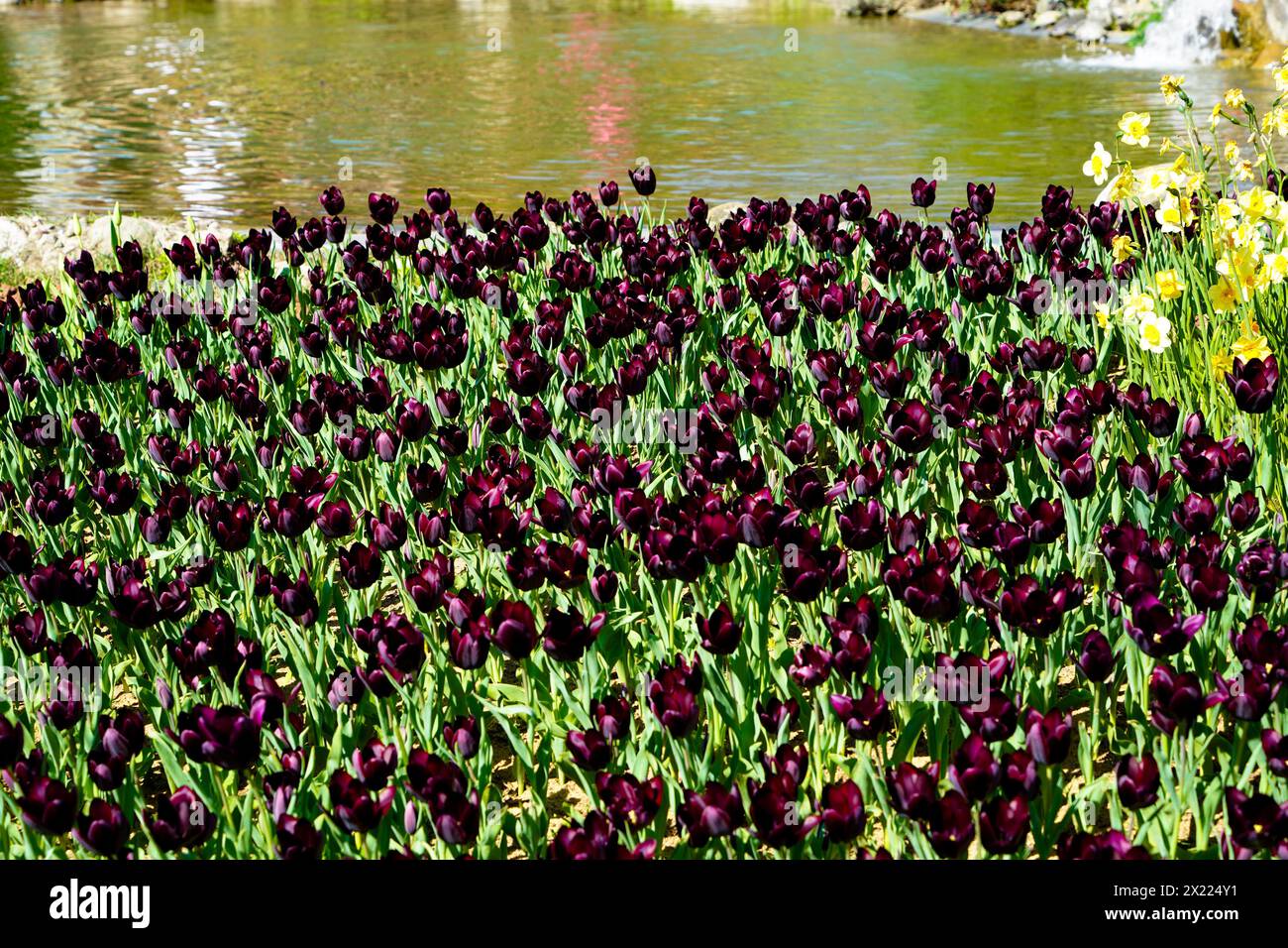Fleur bulbeuse qui fleurit chaque année en avril, tulipes blanches violettes aux couleurs très vibrantes, Turquie Istanbul Emirgan bosquet au bord du lac Banque D'Images