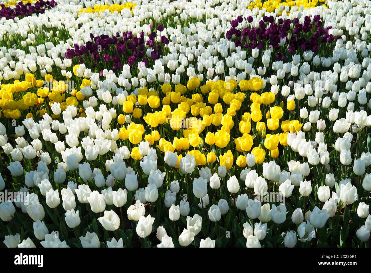 Fleur bulbeuse qui fleurit chaque année en avril, tulipes blanches jaunes violettes aux couleurs très vibrantes, bosquet d'Emirgan Turquie Istanbul Banque D'Images