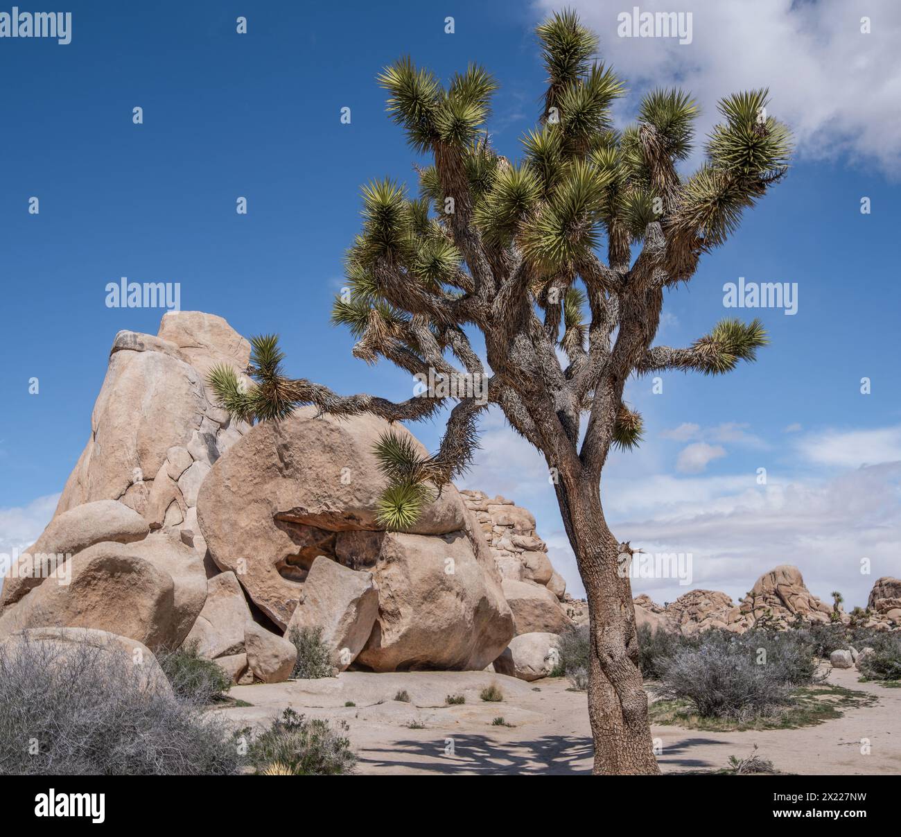 Lone Joshua Tree : un seul Joshua Tree se dresse au milieu des formations rocheuses et de la végétation désertique dans le parc national de Joshua Tree. Banque D'Images