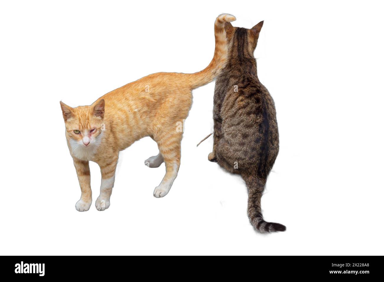 Deux adorables chats, un orange et un gris à rayures, isolés sur fond transparent. Parfait pour les dessins liés aux animaux de compagnie, illustrations animales, a Banque D'Images