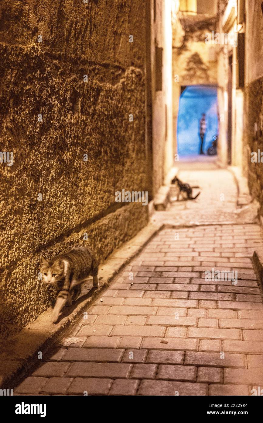 Deux chats déambulant dans une rue de la médina de Fès, Maroc. Banque D'Images