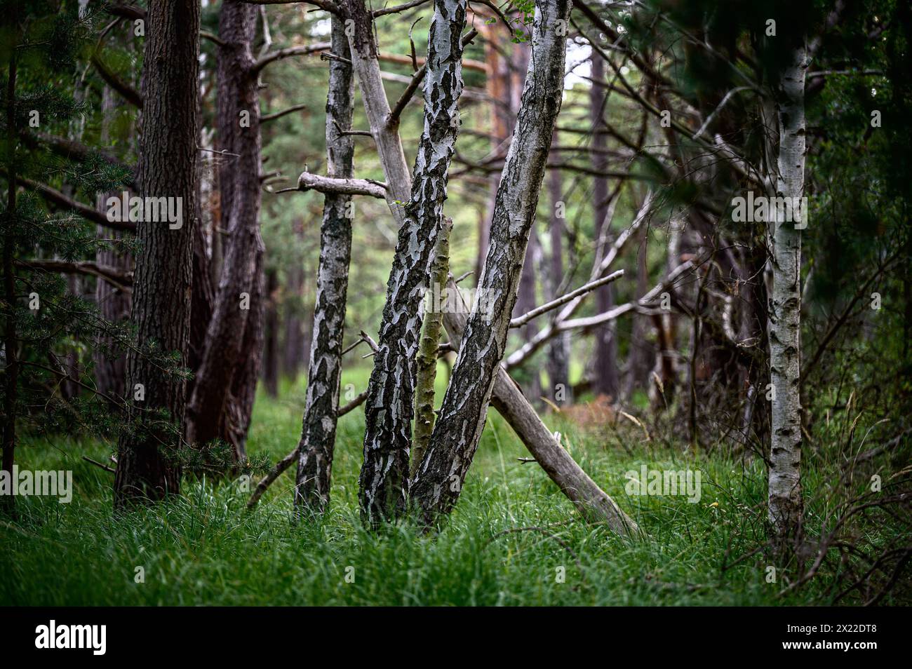 Ribnitzer Großes Moor / Dierhäger Moor près de Graal-Müritz, Côte de la mer Baltique, Mecklembourg-Poméranie occidentale, Allemagne Banque D'Images