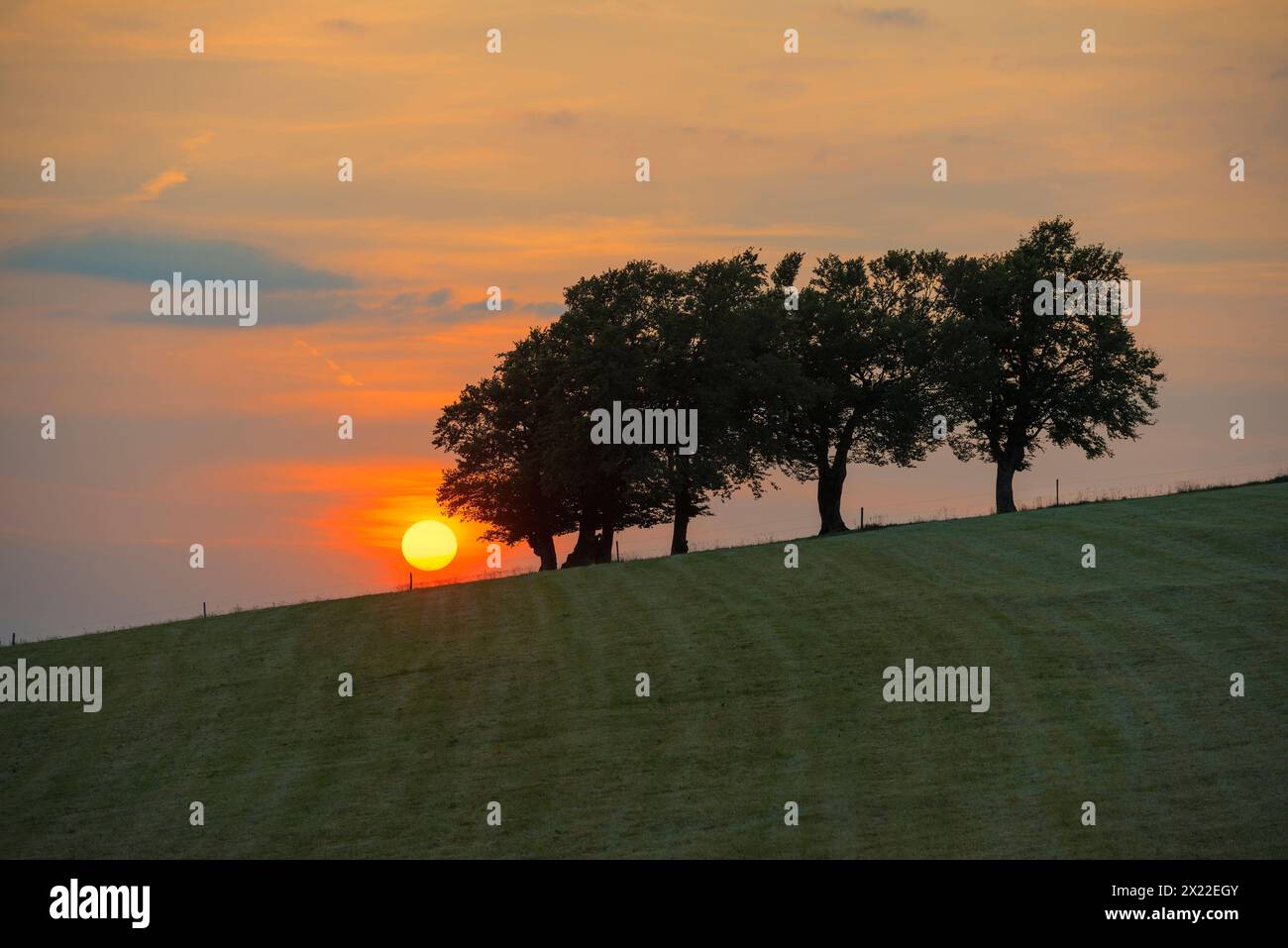 Vent hêtres et coucher de soleil, Hofsgrund, Oberried, Schauinsland, Forêt Noire, Baden-Württemberg, Allemagne Banque D'Images