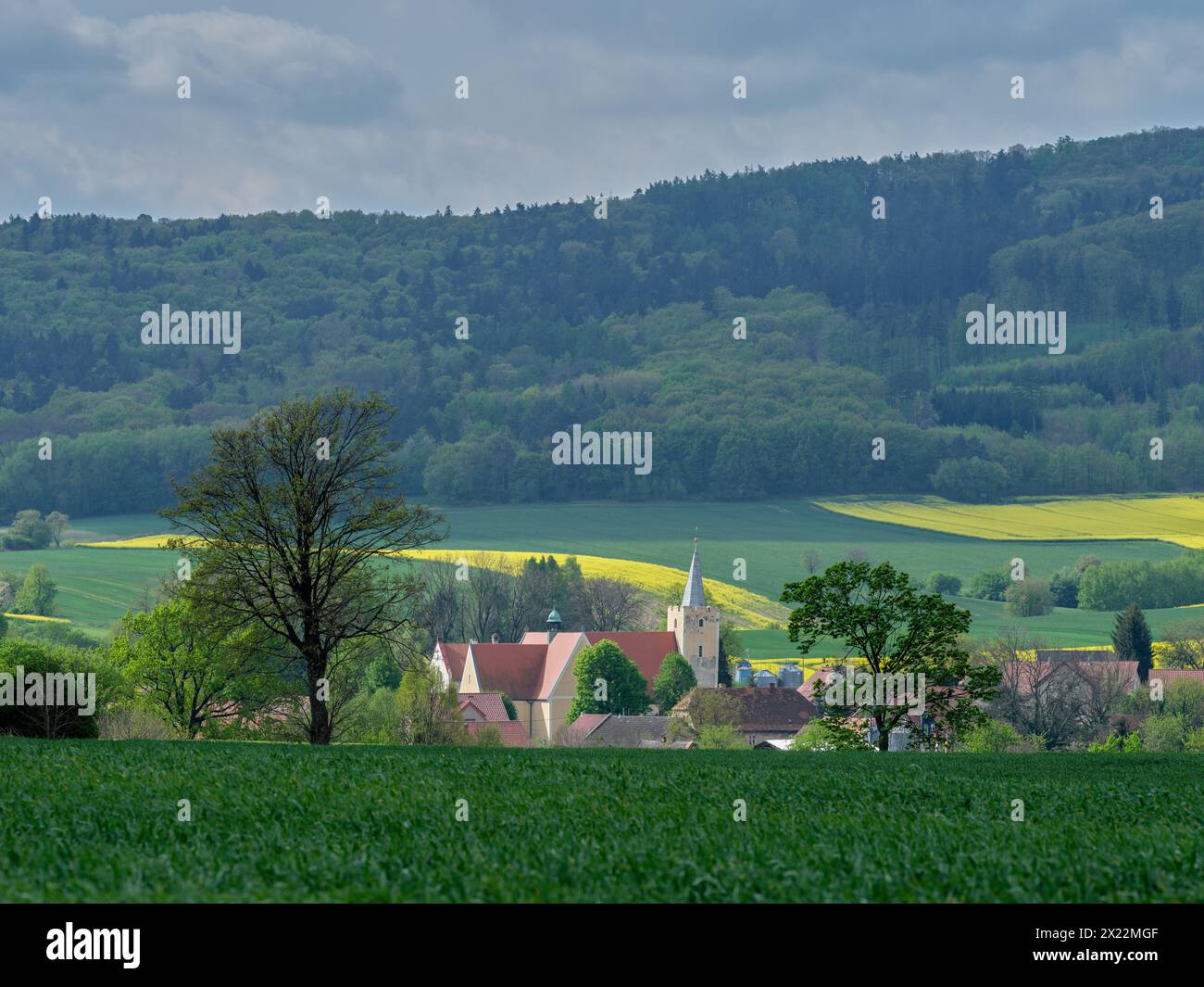 Basse Silésie printemps paysage rural premières vertes de cultures d'hiver champs jaunes de colza en fleurs Banque D'Images