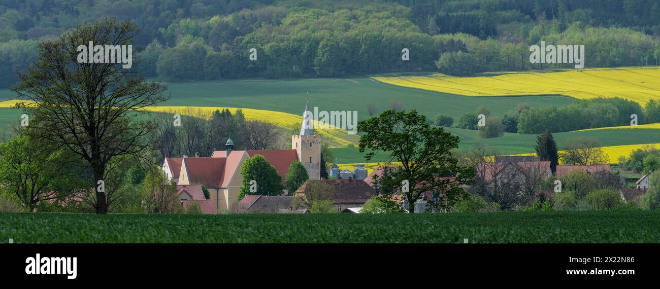 Basse Silésie printemps paysage rural premières vertes de cultures d'hiver champs jaunes de colza en fleurs Banque D'Images