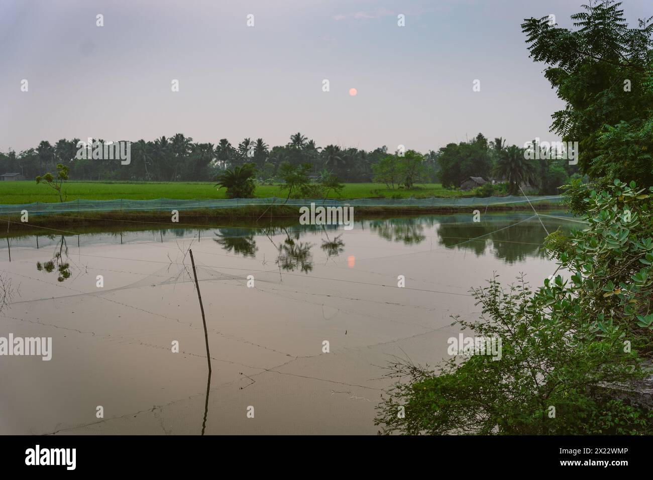 Les rizières, les canaux d'eau et les lacs sont visibles dans le paysage des Sundarbans indiens, la plus grande forêt de mangroves du monde. rura immaculée Banque D'Images