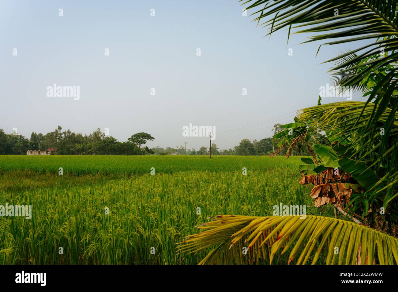 Les rizières, les canaux d'eau et les lacs sont visibles dans le paysage des Sundarbans indiens, la plus grande forêt de mangroves du monde. rura immaculée Banque D'Images