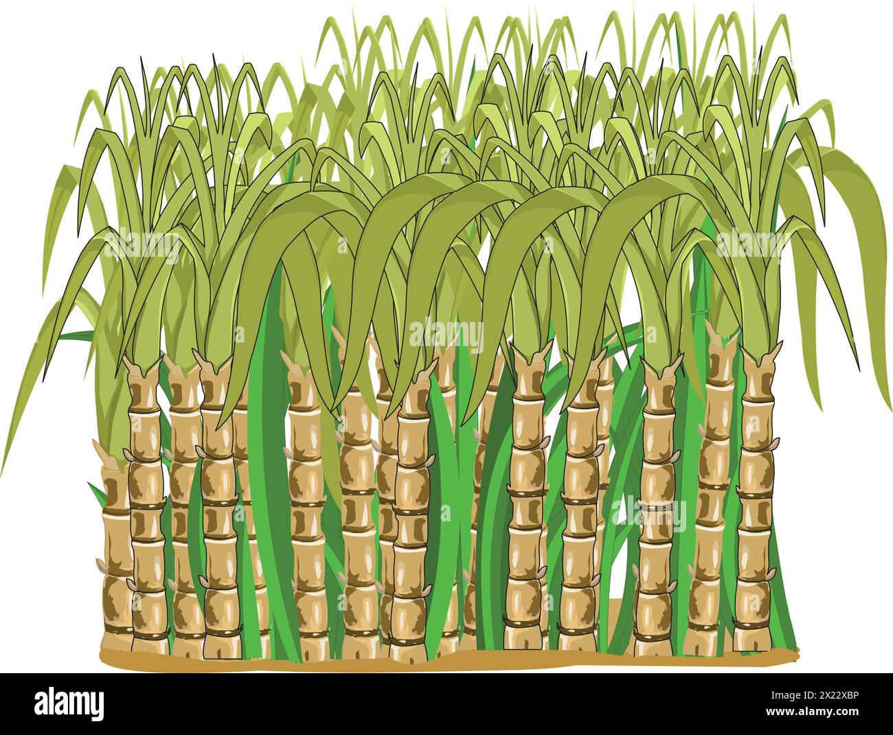 Illustration vectorielle de plantes de canne à sucre Illustration de Vecteur