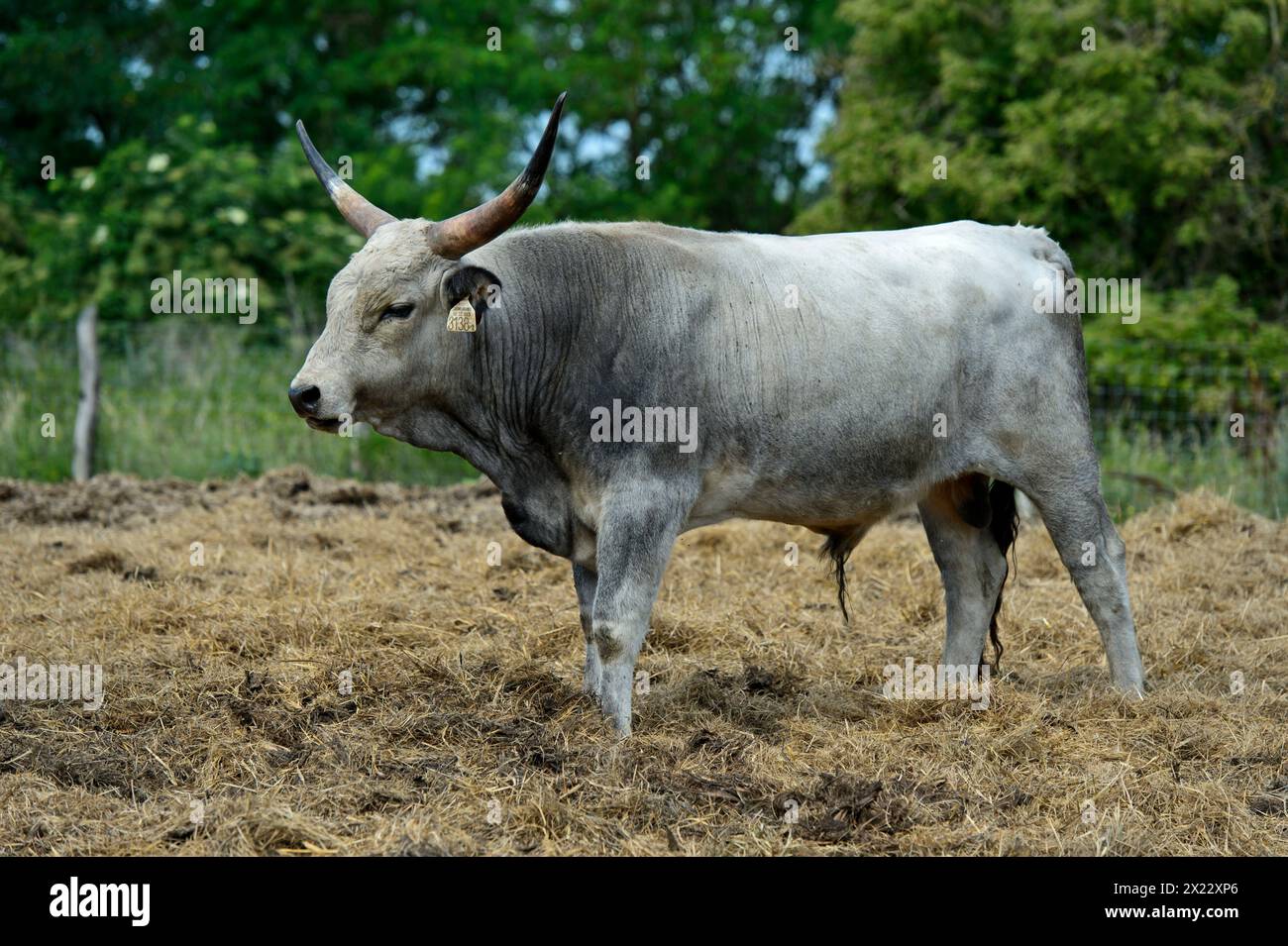 Jeunes taureaux, bovins gris hongrois, manoir Laszlomajor, Sarrod, parc national de Ferto-Hansag, Hongrie Banque D'Images