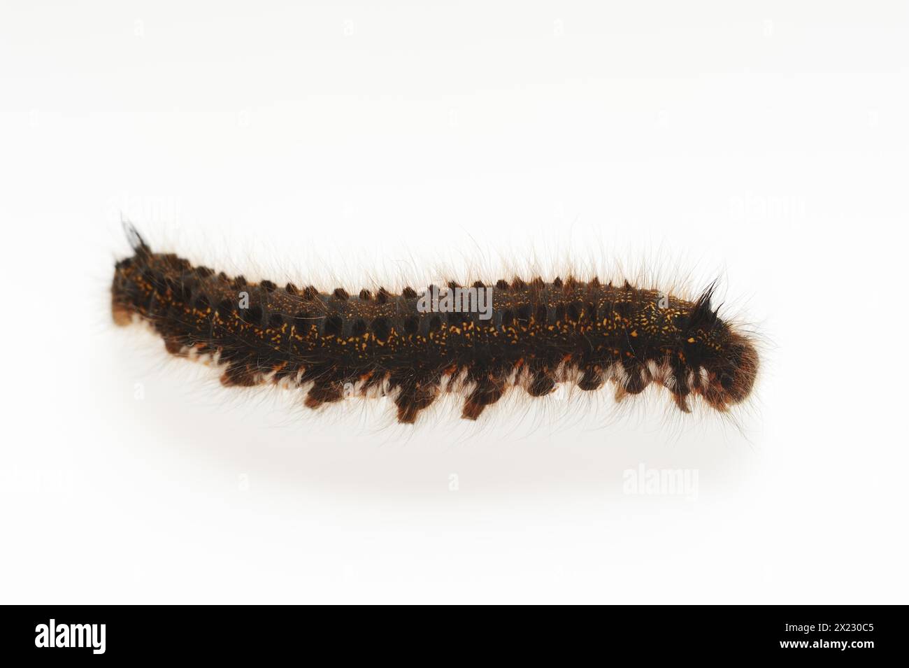 Grappin d'herbe ou buveur (Euthrix potatoria), chenille sur fond blanc, Rhénanie du Nord-Westphalie, Allemagne Banque D'Images