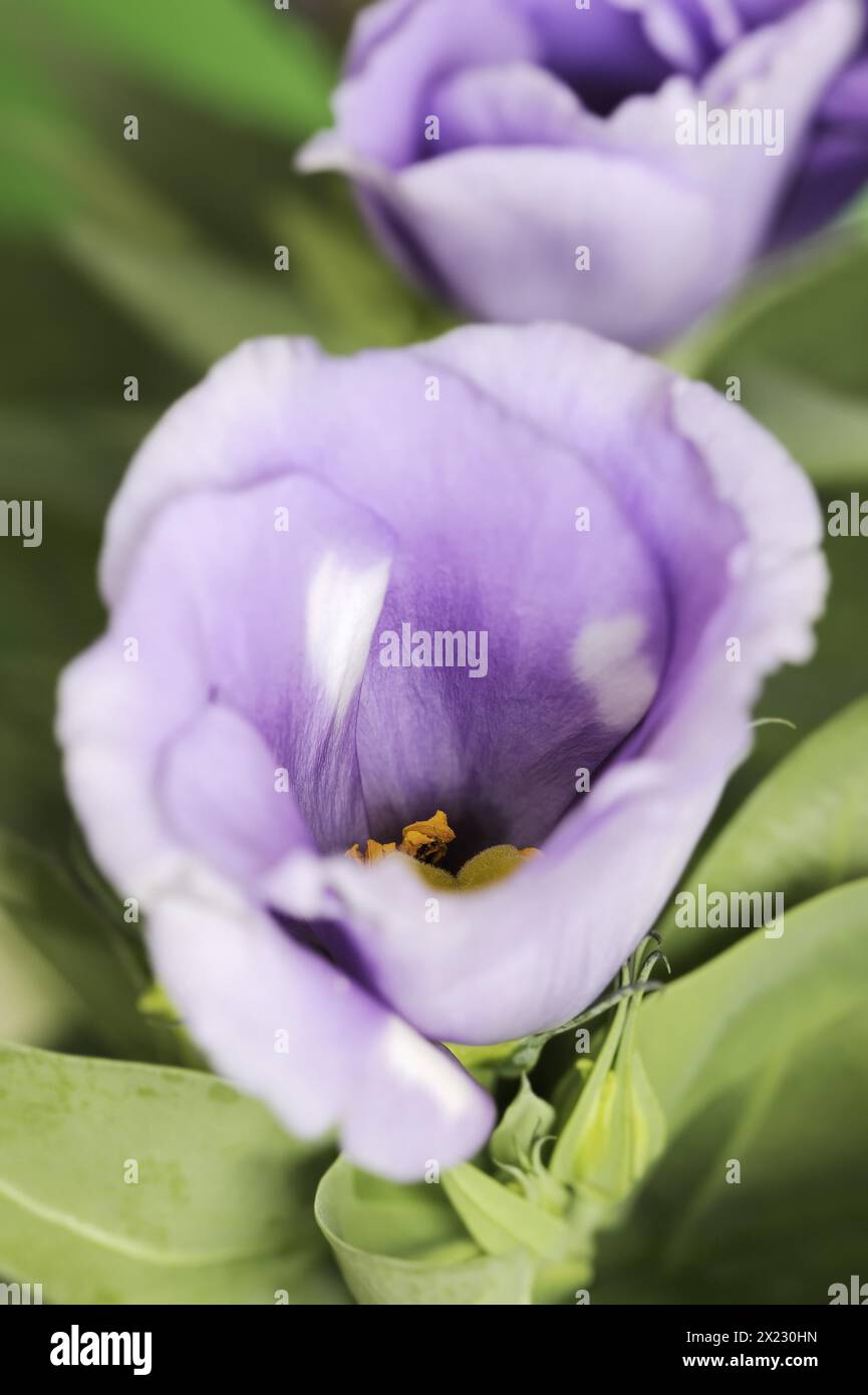Gentiane des Prairies ou rose du Japon (Eustoma grandiflorum), fleur, plante d'intérieur Banque D'Images