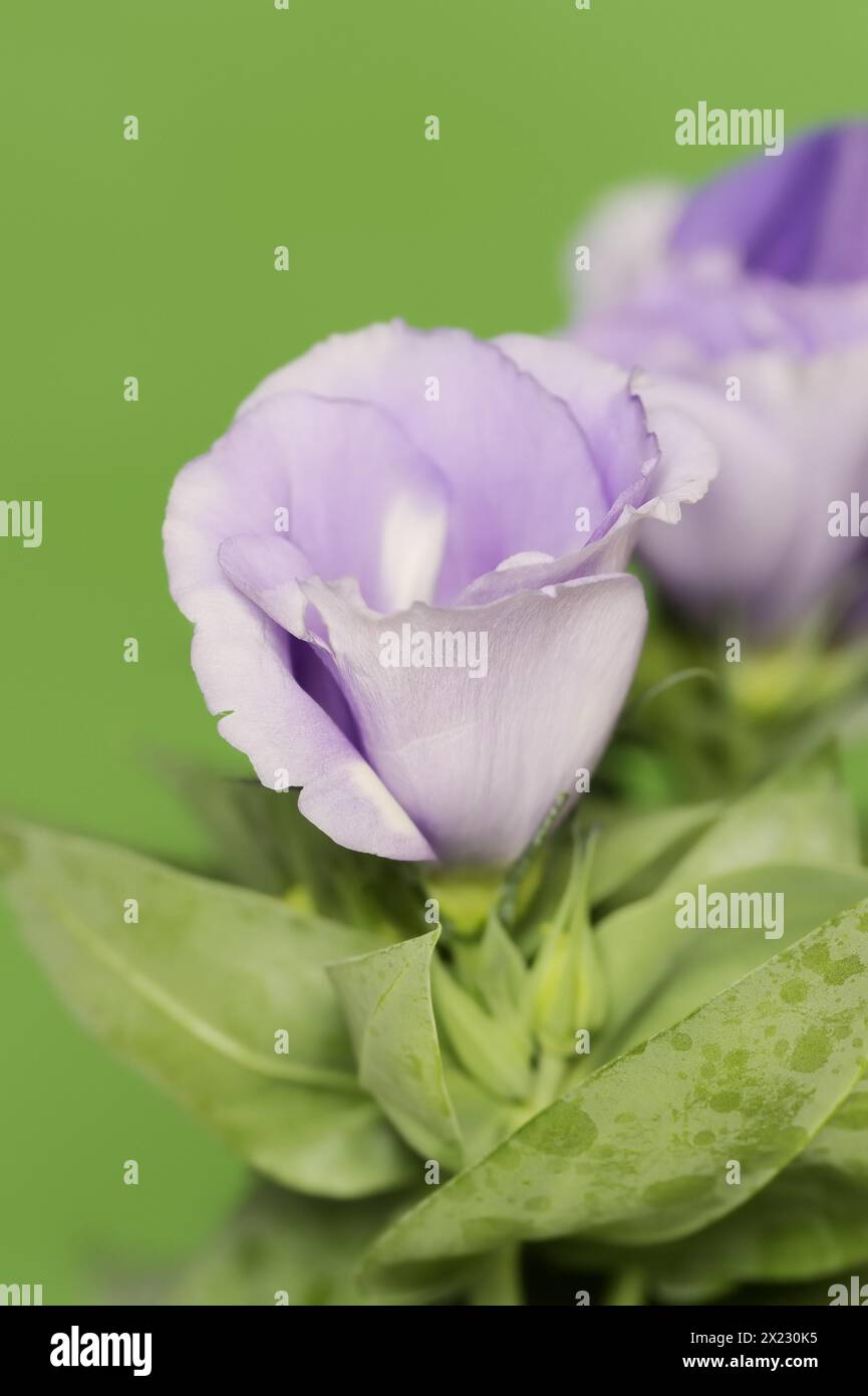 Gentiane des Prairies ou rose du Japon (Eustoma grandiflorum), fleur, plante d'intérieur Banque D'Images