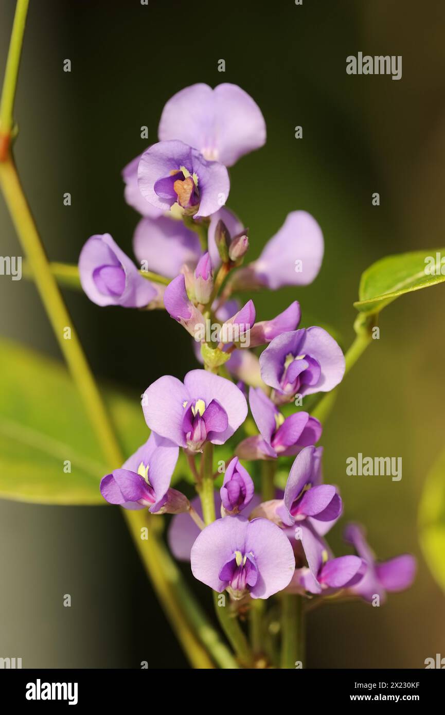 Pois de corail ou pois de corail pourpre (Hardenbergia violacea), fleurs, originaires d'Australie, plante ornementale, Rhénanie du Nord-Westphalie, Allemagne Banque D'Images