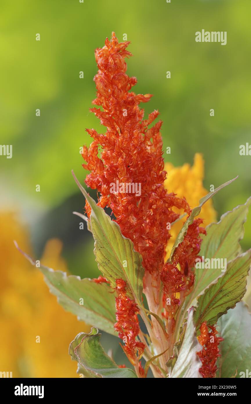 Celosie des plumes (Celosia argentea var. Plumosa), inflorescence, plante ornementale, Rhénanie du Nord-Westphalie, Allemagne Banque D'Images