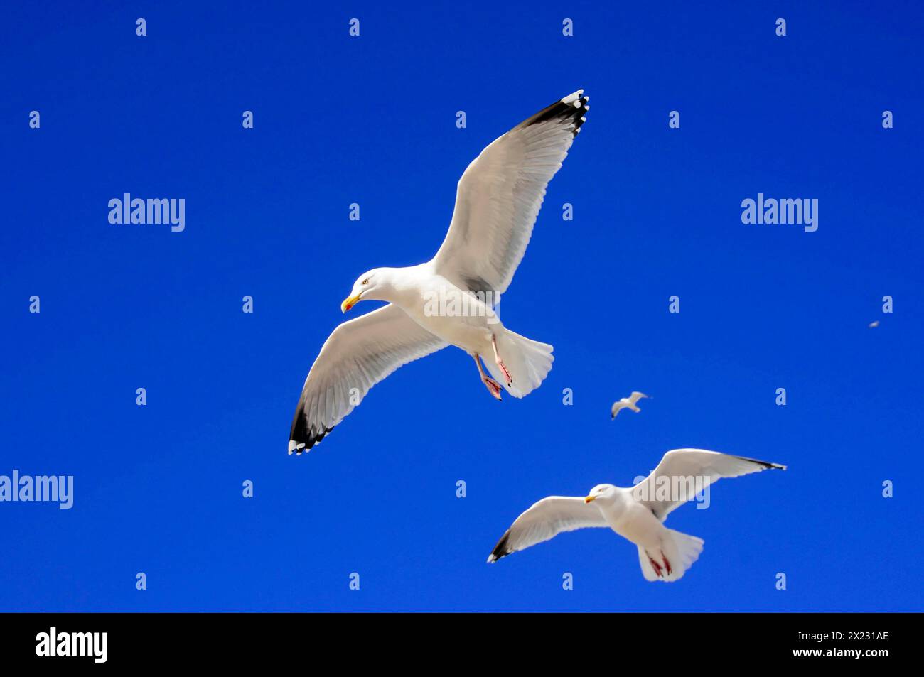 Goélands argentés d'Europe (Larus argentatus), deux goélands volant haut dans le ciel, petit oiseau en arrière-plan, Sylt, Île de Frise du Nord Banque D'Images
