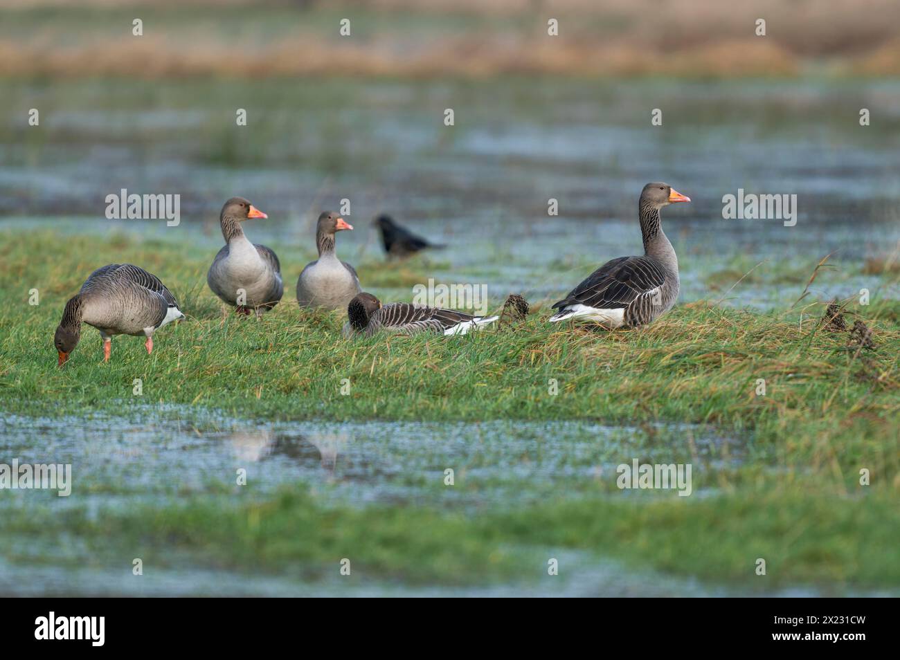 Oies grelag (Anser anser), oies grelag à la recherche de nourriture sur une prairie inondée, réserve naturelle de Barnbruchswiesen et Ilkerbruch, Basse-Saxe, Allemagne Banque D'Images