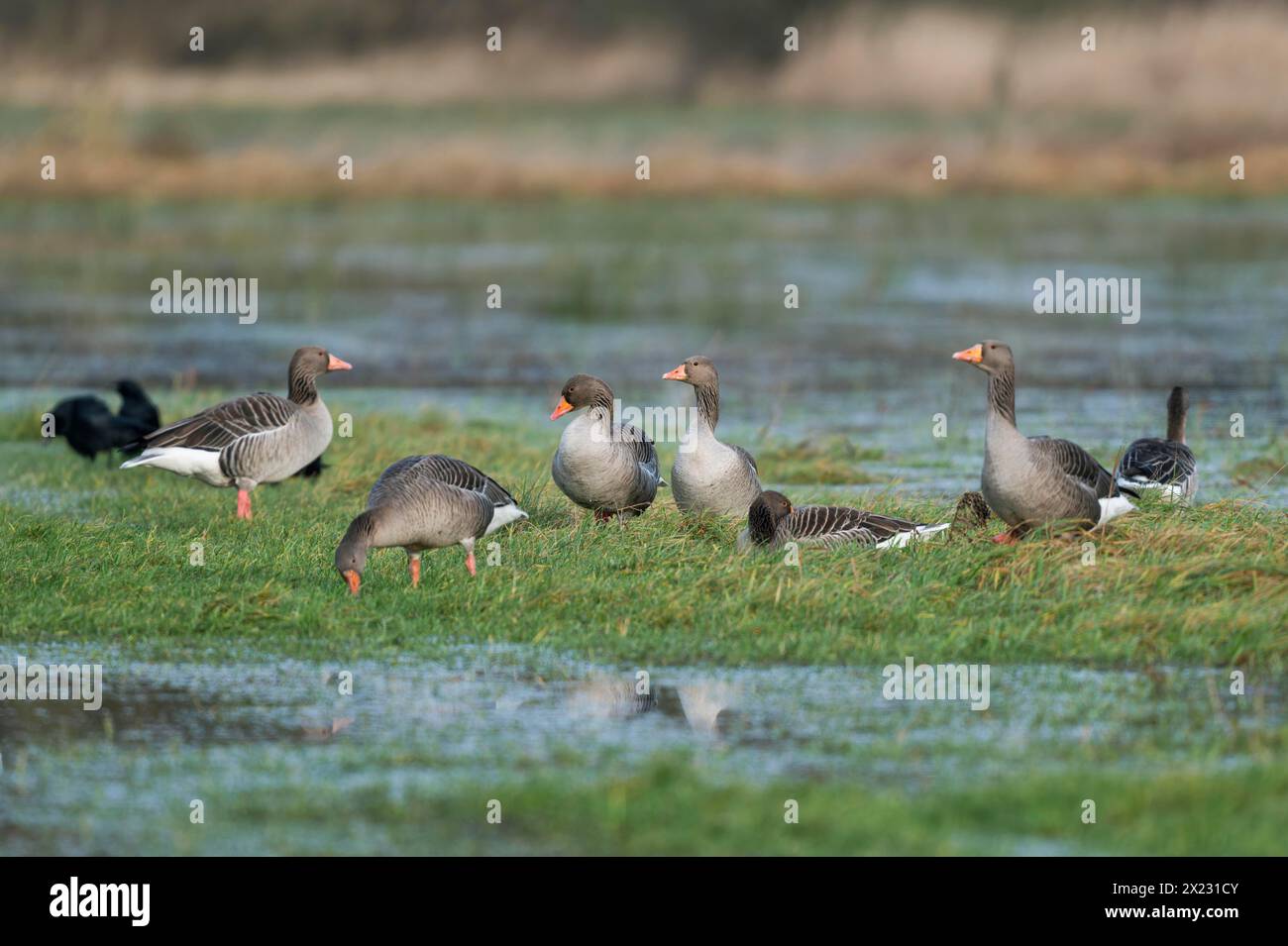 Oies grelag (Anser anser), oies grelag à la recherche de nourriture sur une prairie inondée, réserve naturelle de Barnbruchswiesen et Ilkerbruch, Basse-Saxe, Allemagne Banque D'Images
