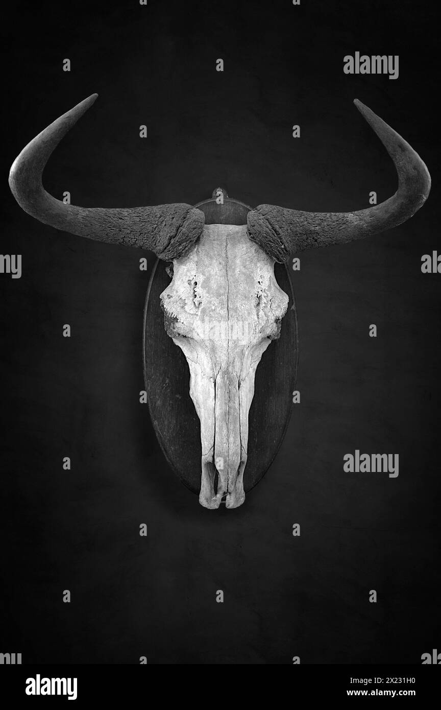 Trophée de chasse d'un crâne de gnous sur fond sombre, tourné en 1912 dans l'ancienne Afrique du Sud-Ouest allemande, Mecklembourg-Poméranie occidentale, Allemagne Banque D'Images