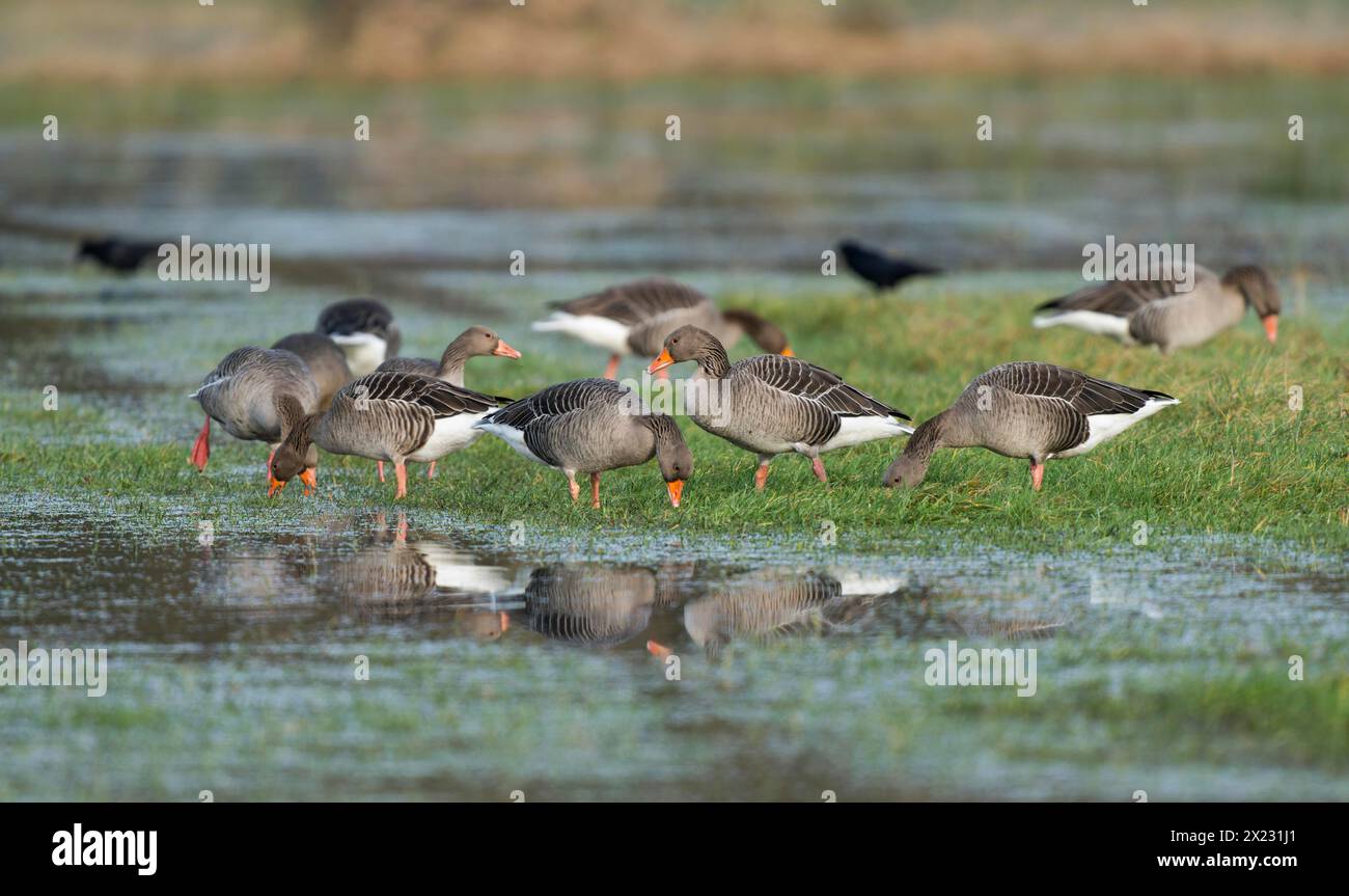 Oies grelag (Anser anser), oies grelag à la recherche de nourriture sur une prairie inondée, réserve naturelle de Barnbruchswiesen et Ilkerbruch, Basse-Saxe, Allemagne Banque D'Images