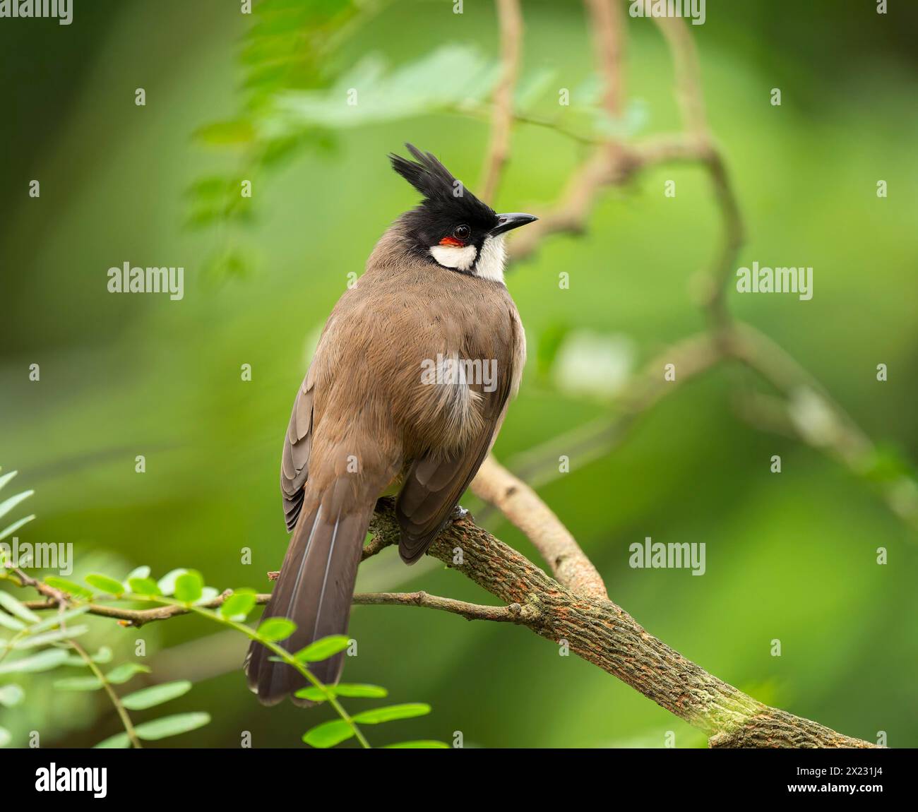 Bulbul à oreilles rouges (Pycnonotus jocosus) est assis sur une branche, se trouve en Asie tropicale, captif Banque D'Images