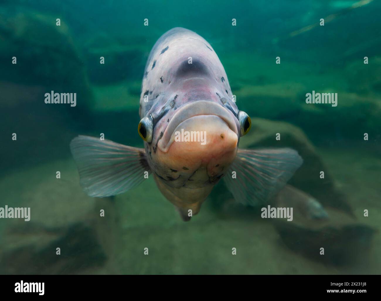 Gourami géant (Osphronemus goramy), présent en Asie du Sud-est, captif Banque D'Images