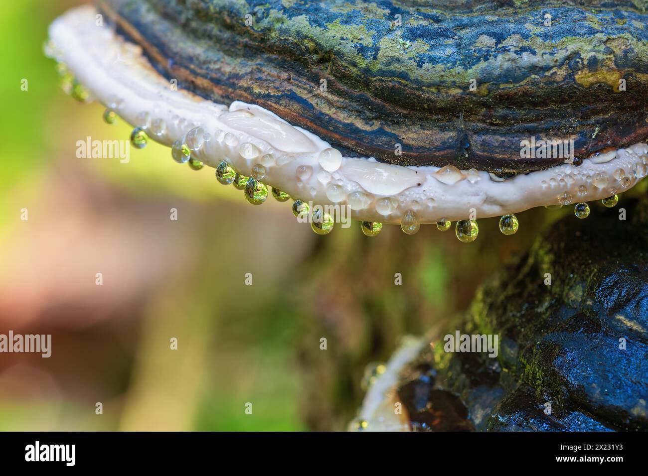 Cône à ceinture rouge (Fomitopsis pinicola) avec des gouttes d'eau suspendues sur un tronc d'arbre Banque D'Images