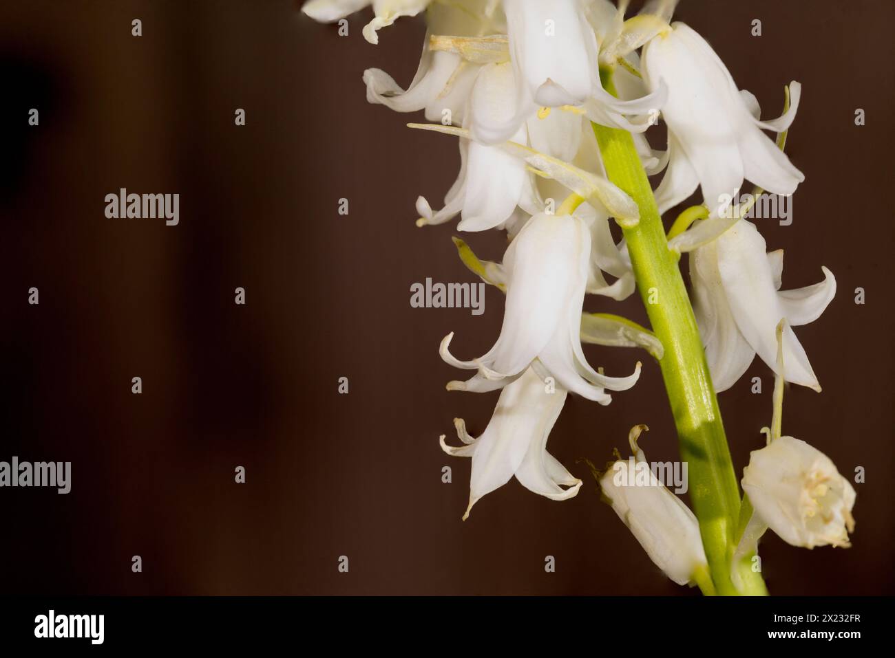 Il est originaire d'Espagne, du Portugal et d'Afrique du Nord et il constitue une menace importante pour le Bluebell anglais natif, car il est à la fois en concurrence et hybride Banque D'Images