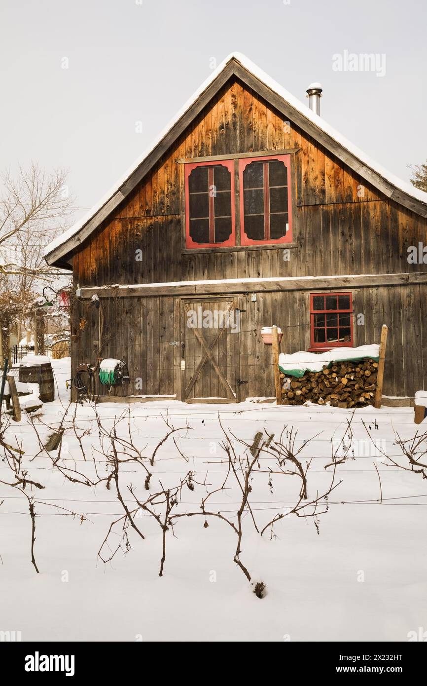 Vitis labrusca, plantation de vignes et ancienne grange rustique en bois avec fenêtres rouges dans le jardin de la cour en hiver, Québec, Canada Banque D'Images