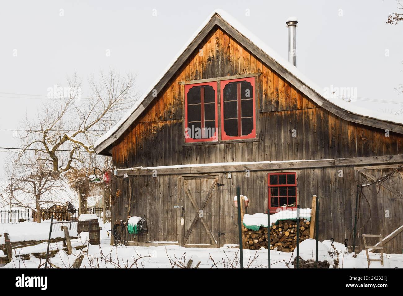 Vitis labrusca, plantation de vignes et ancienne grange rustique en bois avec fenêtres rouges dans le jardin de la cour en hiver, Québec, Canada. Cette image est Banque D'Images