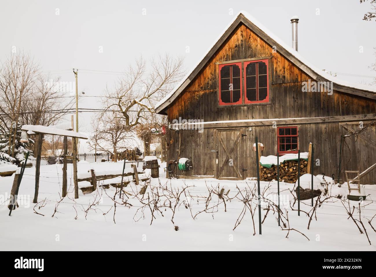 Vitis labrusca, plantation de vignes et ancienne grange rustique en bois avec fenêtres rouges dans le jardin de la cour en hiver, Québec, Canada Banque D'Images