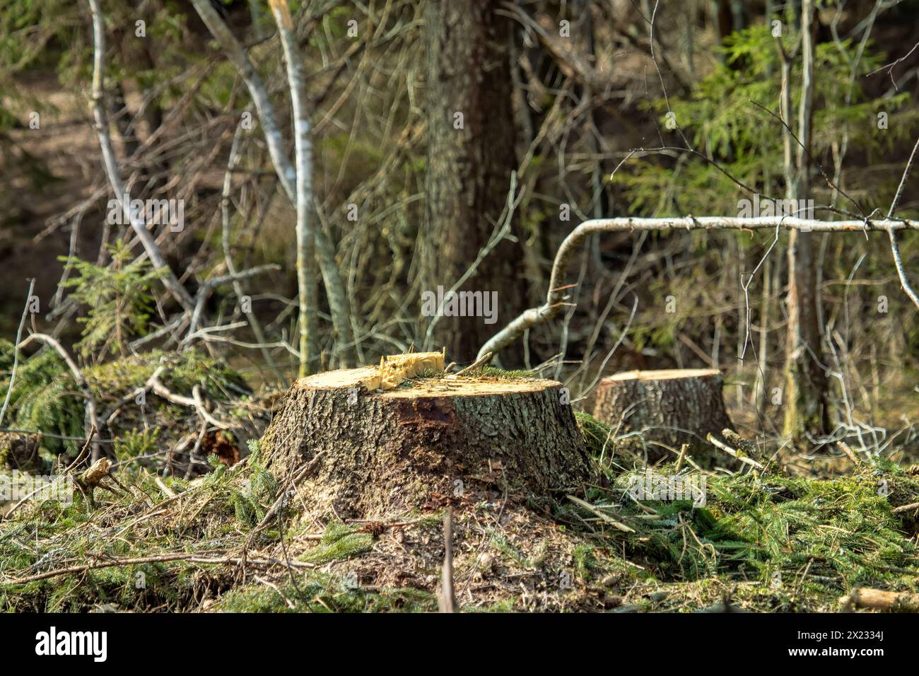 Souches des sapins dans la clairière hivernale, vue printanière. Forêts boréales (épinette européenne) du nord-est de l'Europe Banque D'Images