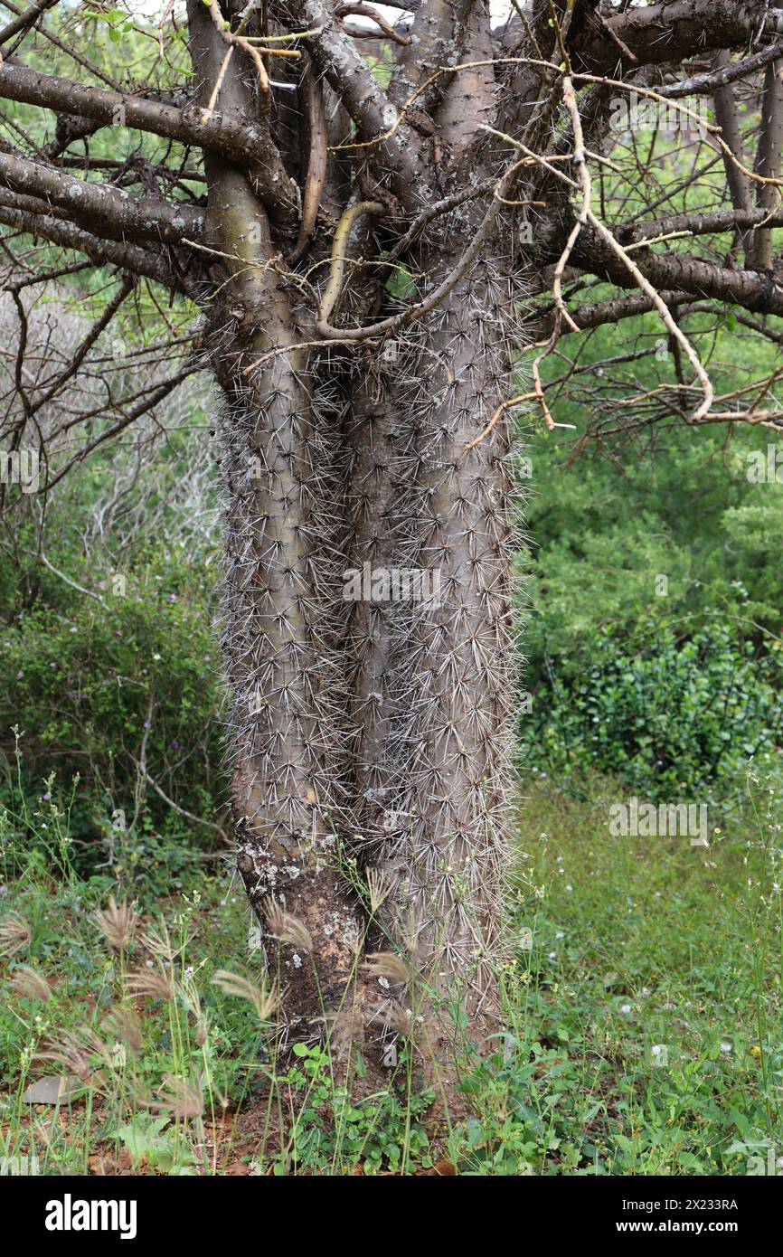 Tronc d'arbre couvert de longues épines droites, poussant dans le jardin botanique du cratère de Koko, entouré de verdure, à Oahu, Hawaï, États-Unis Banque D'Images