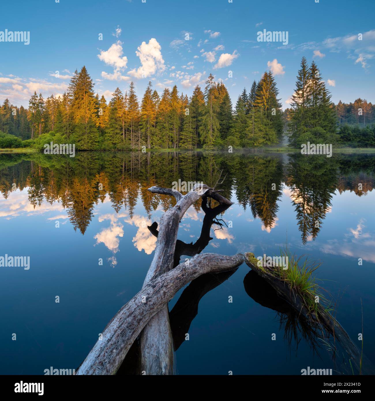 Petit lac dans la forêt de Thuringe à la lumière du matin, arbre abattu par un castor se trouve dans l'eau, forêt d'épicéa est reflété, Thuringe, Allemagne Banque D'Images
