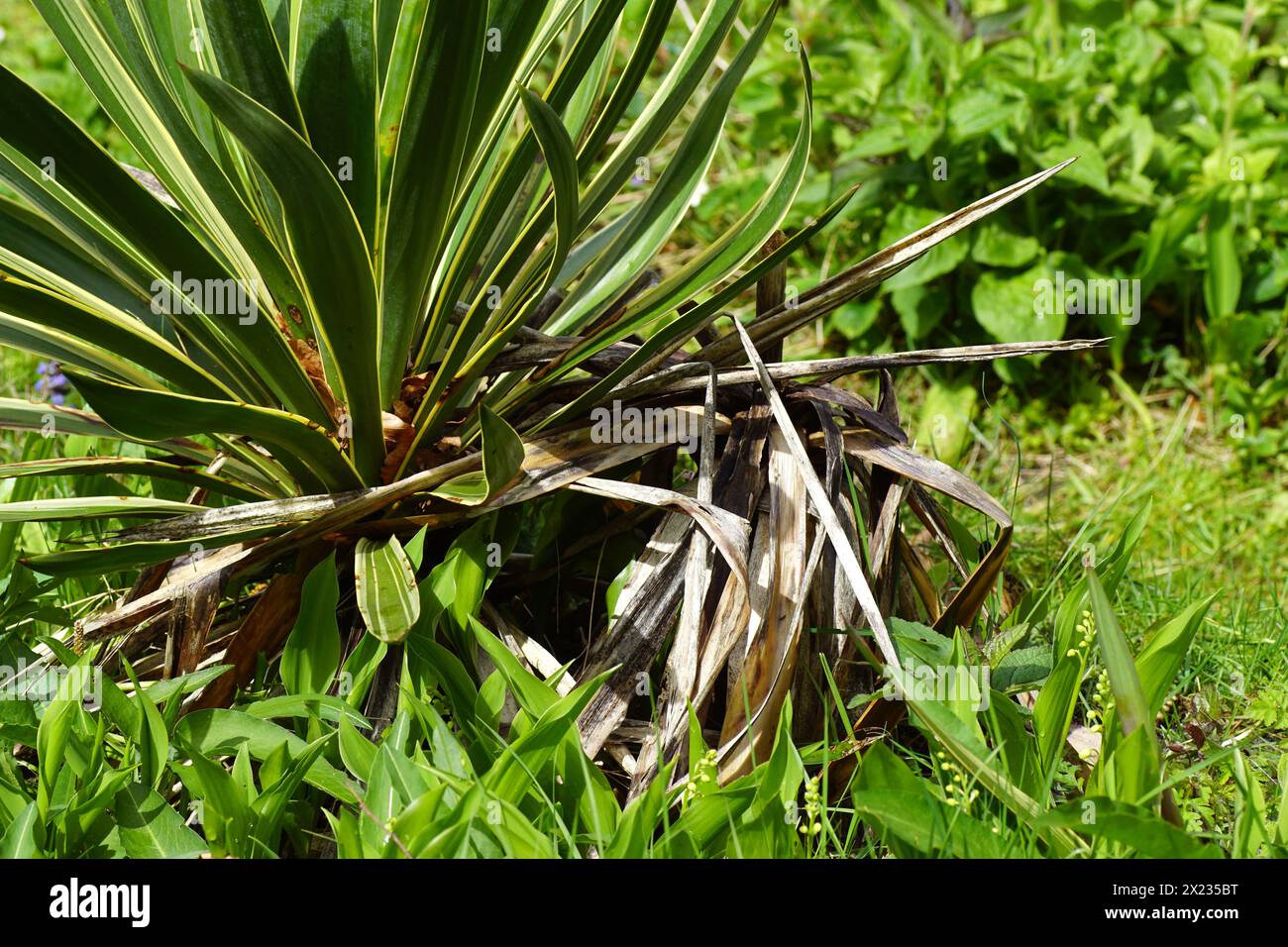 Yucca variegata, dont l'un est mort après la floraison de l'année dernière. Feuilles fanées. Jardin hollandais. Printemps, avril. Banque D'Images
