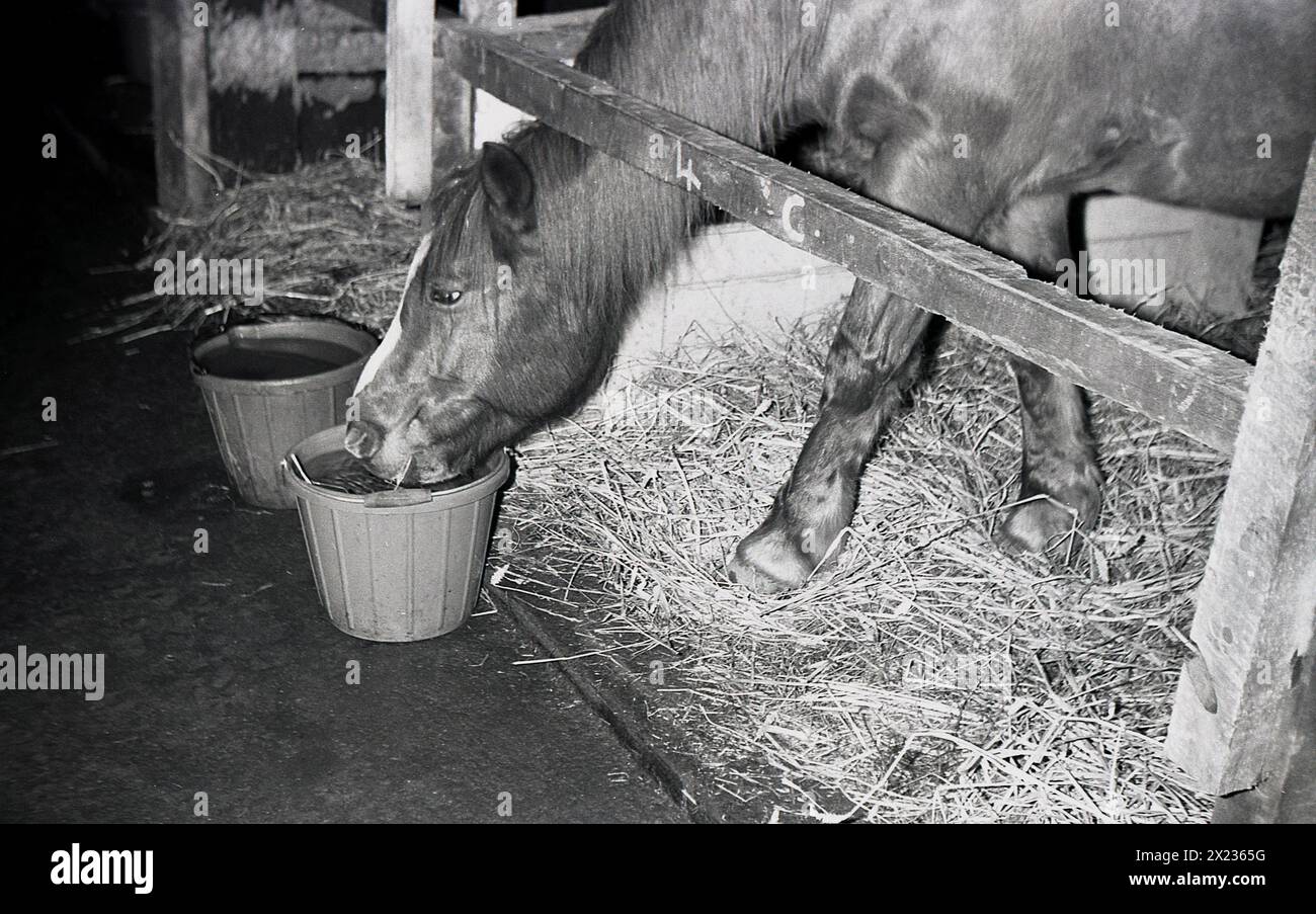 1970s, un cheval en écurie, buvant de l'eau d'un seau. De bons soins équins signifie fournir aux chevaux de l'eau fraîche et propre, un minimum de deux seaux d'eau pleins par jour. Banque D'Images