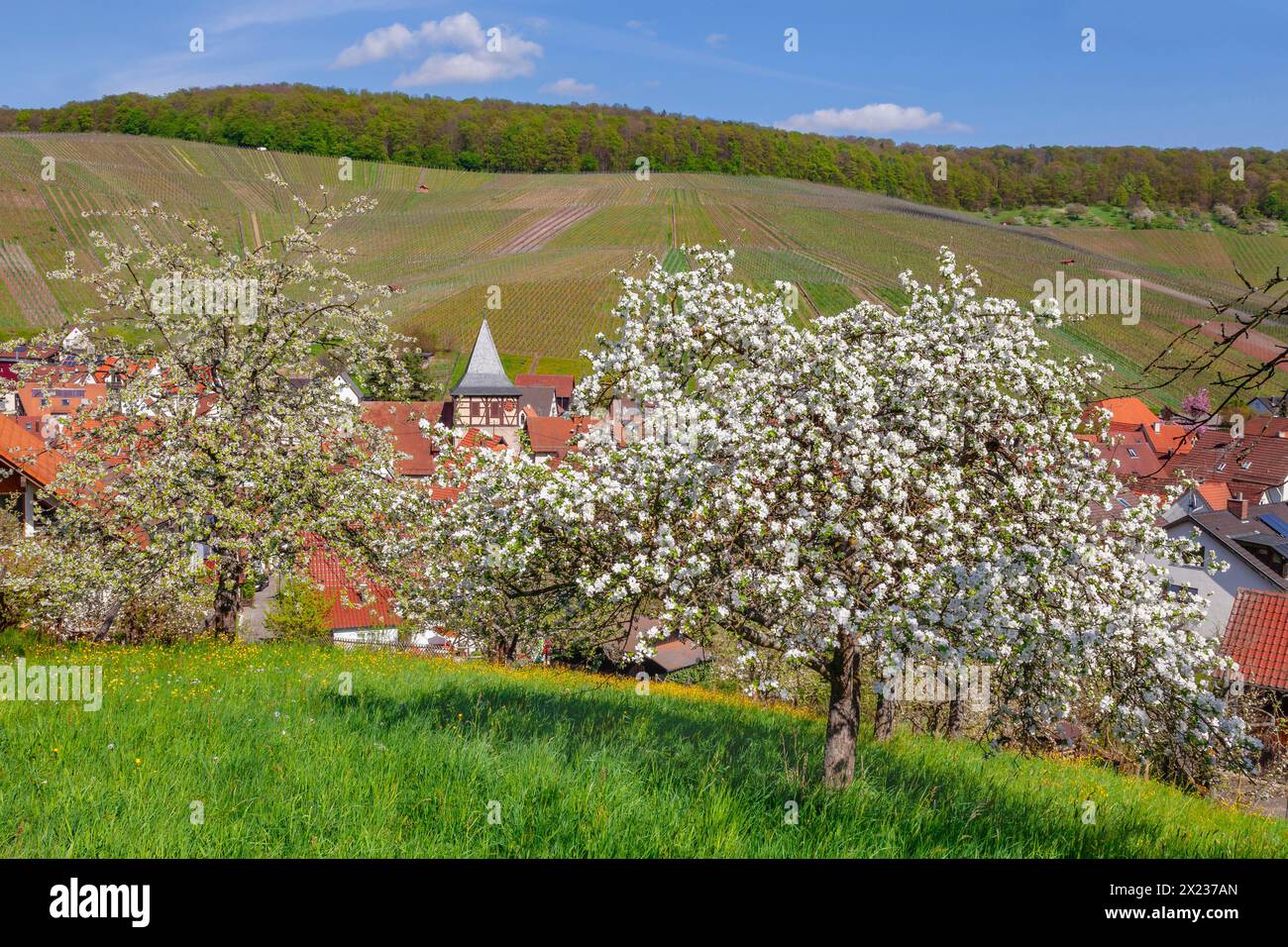 Struempfelbach, Weinstadt, Rems Murr Kreis, Bade-Wuerttemberg, Allemagne, Struempfelbach, Bade-Wuertemberg, Allemagne Banque D'Images