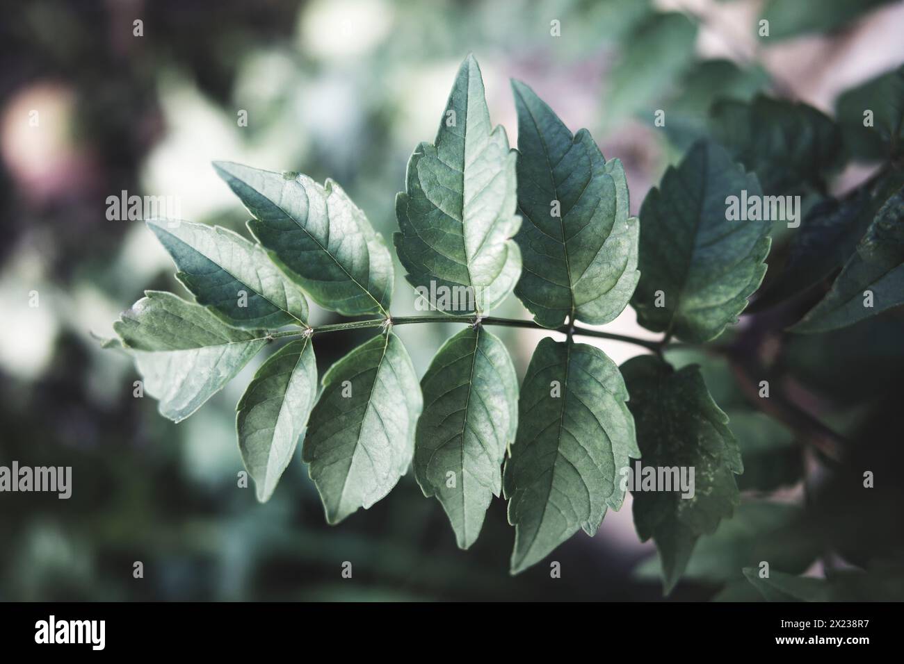 petites feuilles du campsis grandiflora plante à encadrer, peinture décorative Banque D'Images