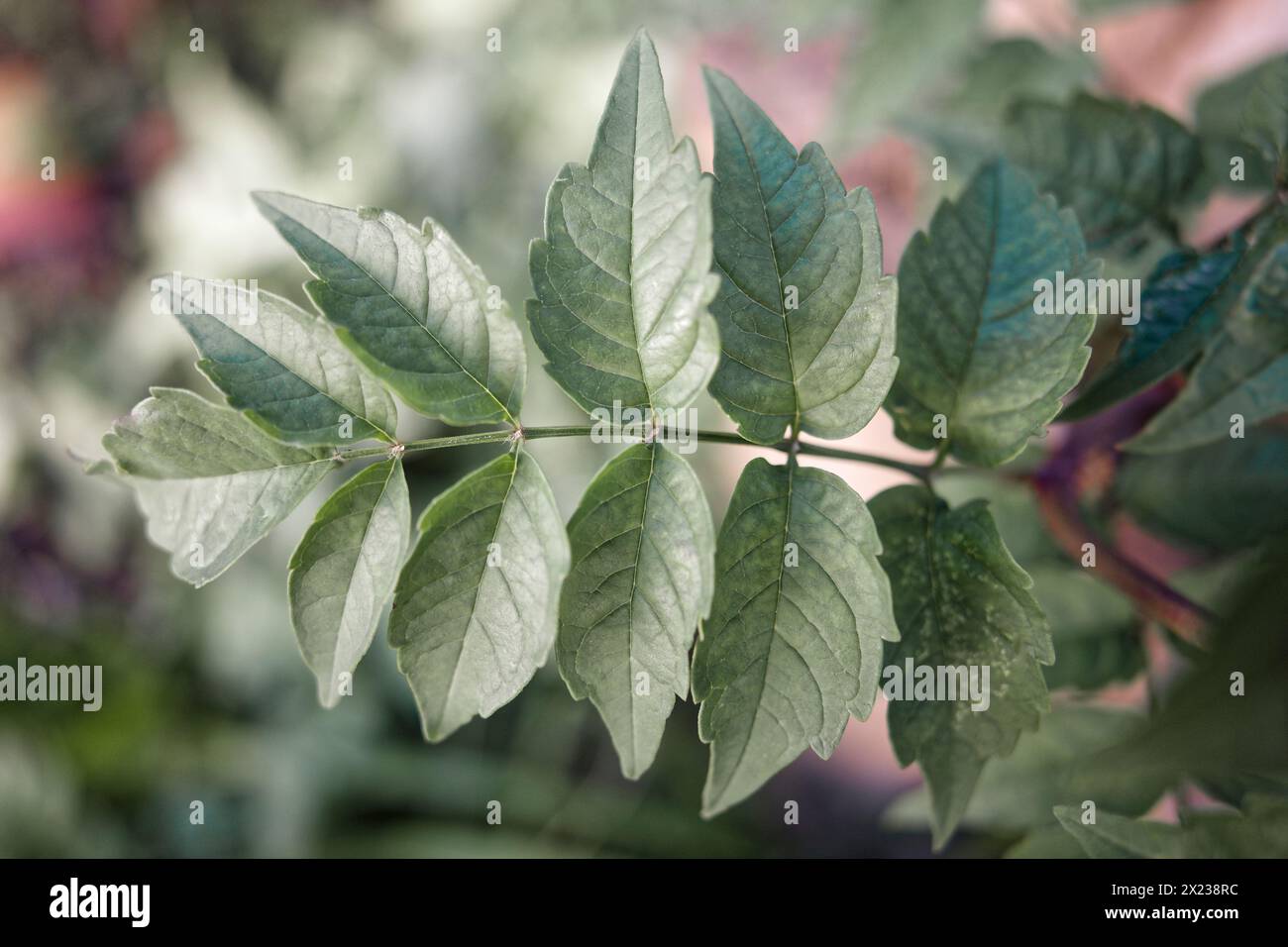 petites feuilles du campsis grandiflora plante à encadrer, peinture décorative Banque D'Images